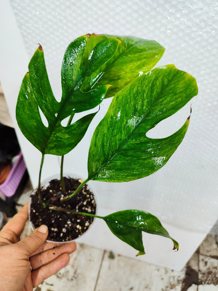 Epipremnum Pinnatum Mint Variegata