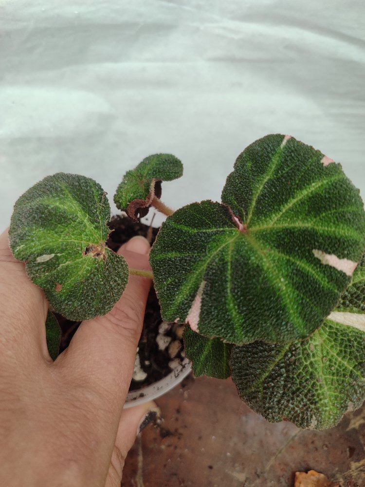 Begonia Solimutata Variegata