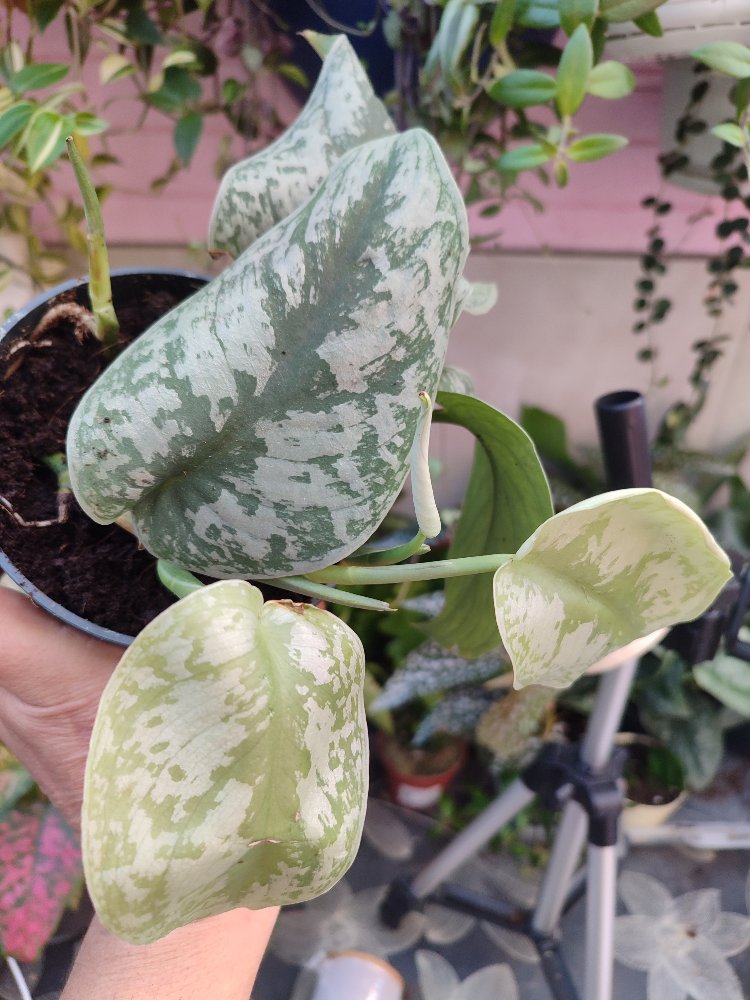 Scindapsus Exotica