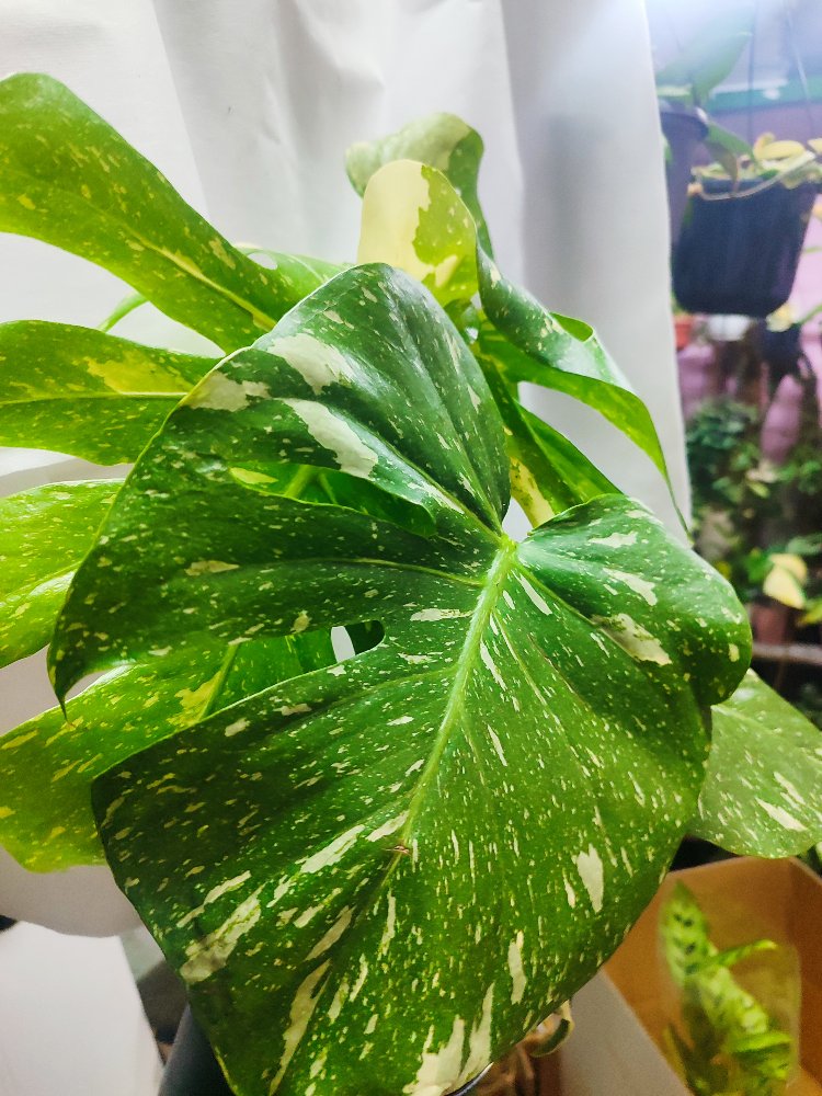 Monstera Thai Constalation