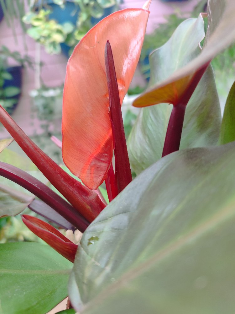 Philodendron Mccoleys finale