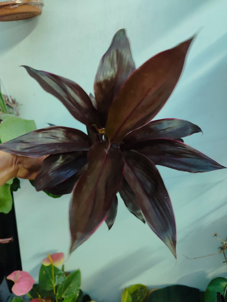 Cordyline Frutucosa