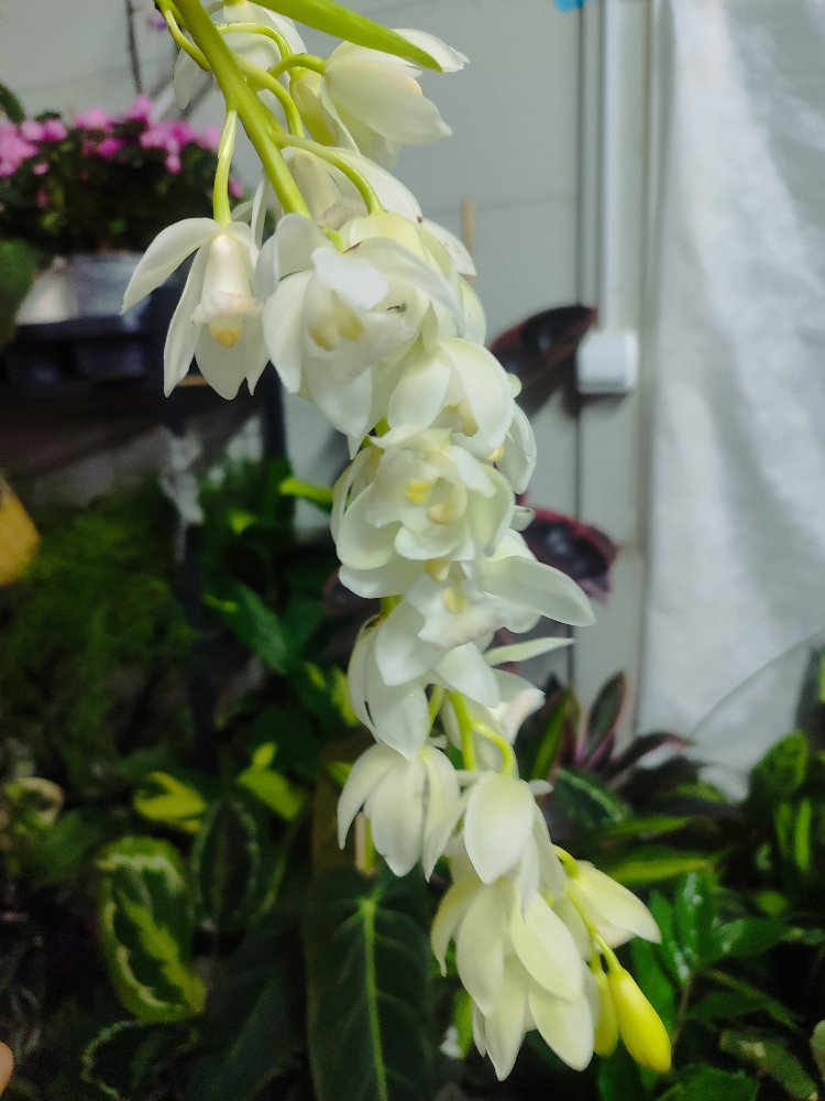 Cymbidium