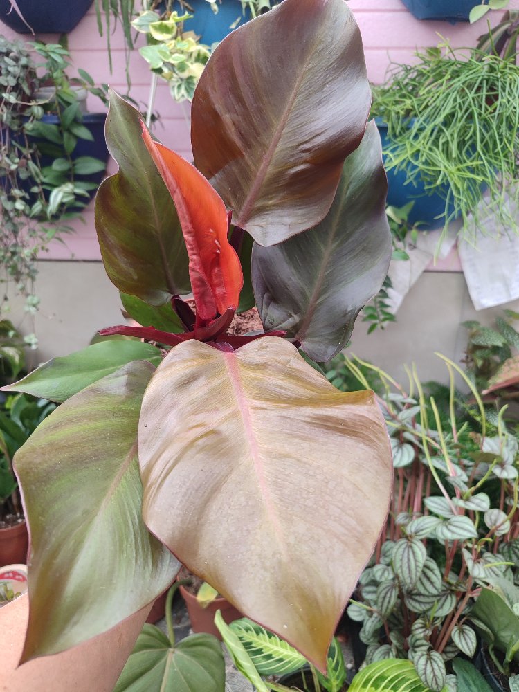 Philodendron Mccoleys finale