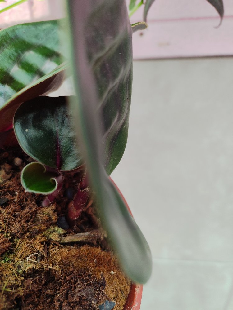 geogenantus cillatus