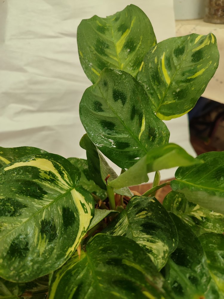 Calathea Varigated