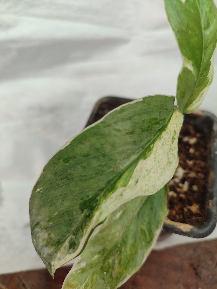 Epipremnum Cebu Blue Albo varirgata