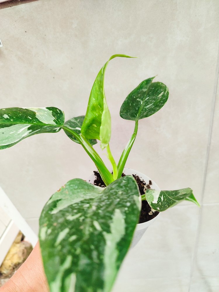 Philodendron White wizard