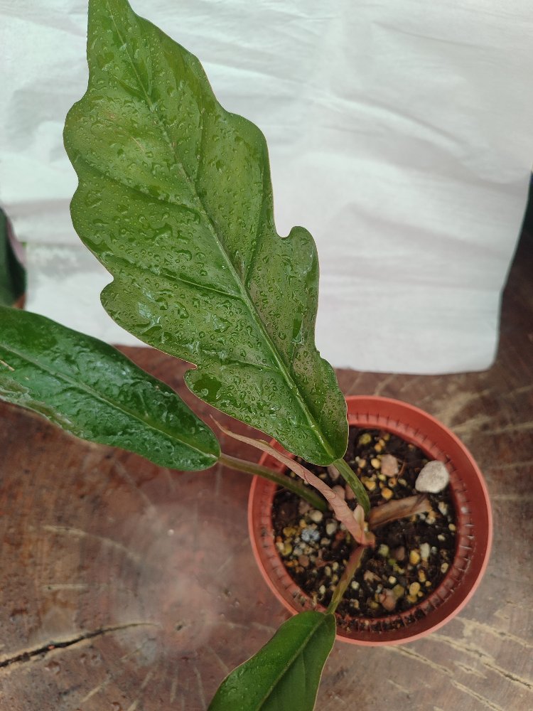 Philodendron Chocoempres