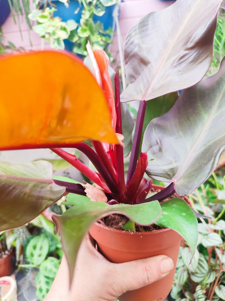 Philodendron Mccoleys finale