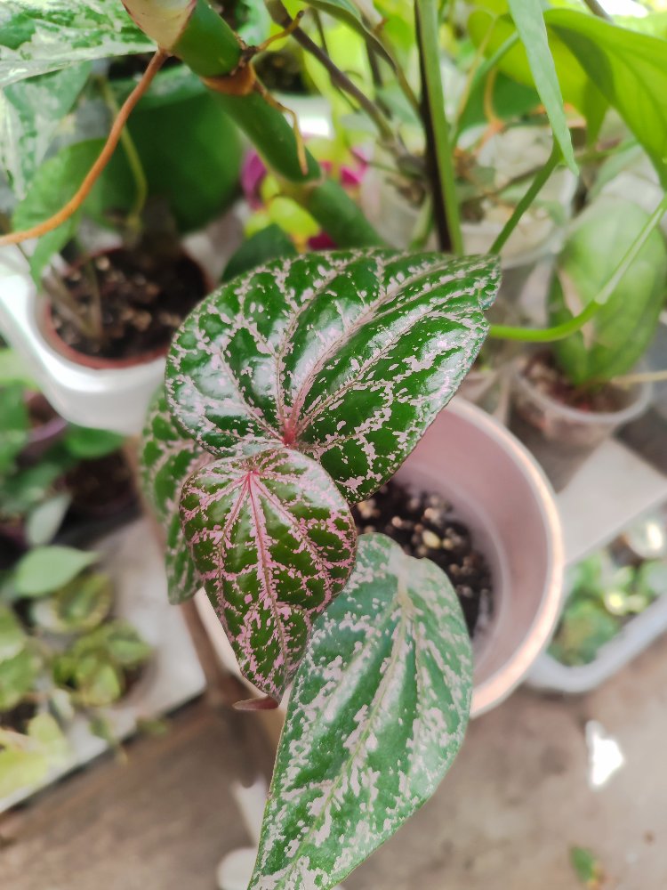 Piper ornatum
