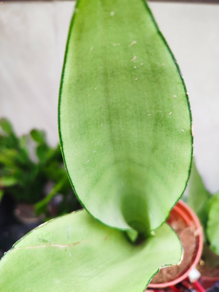 Sansaveria Moon Shine
