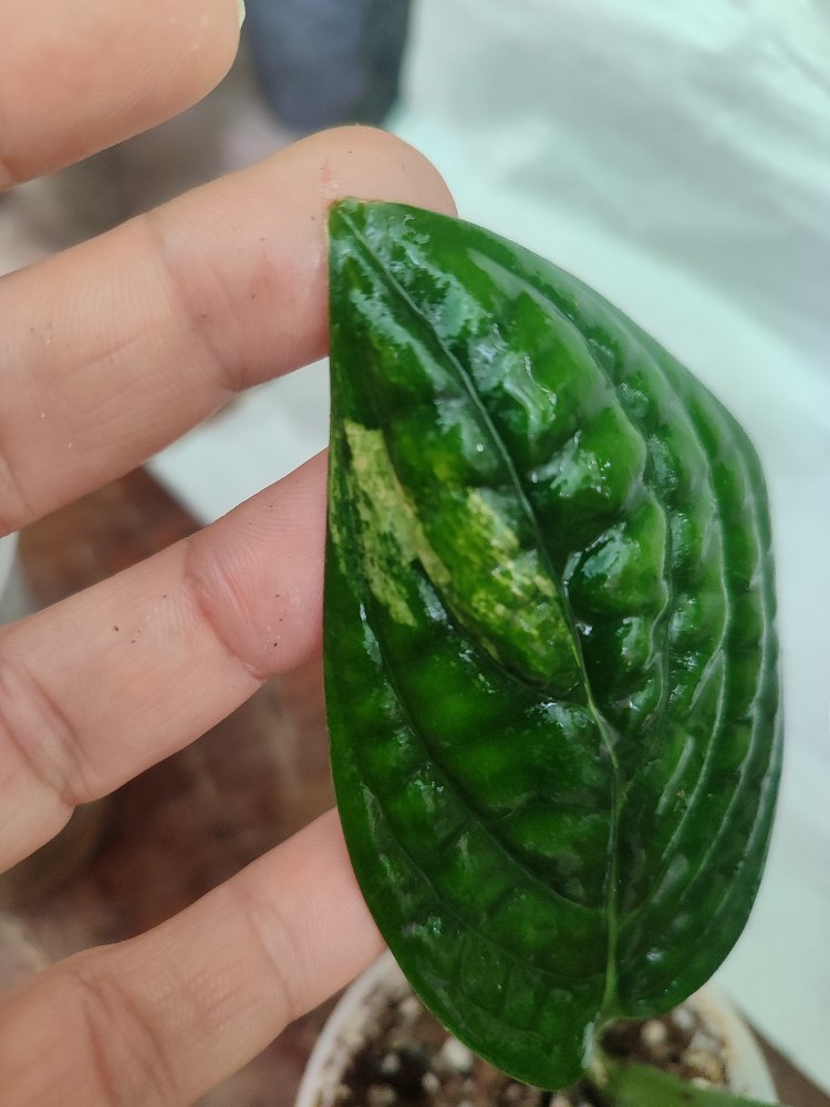 Monstera Peru , olgunlastikca renk belirginlesir