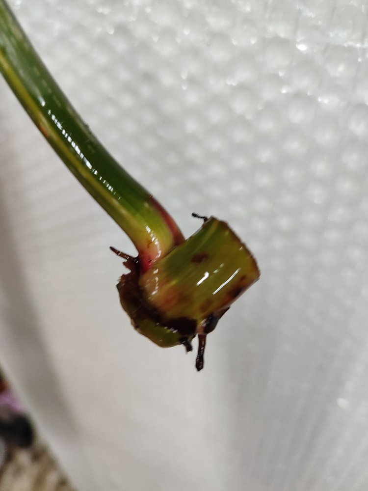 Philodendron Gloriosum Variegata ara celik