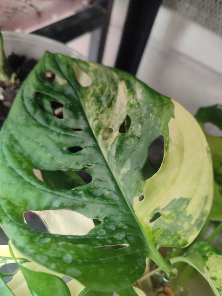 Monstera Adansonii Aurea Köklü celikler