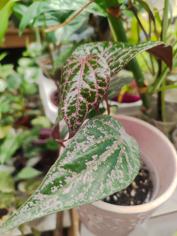 Piper ornatum