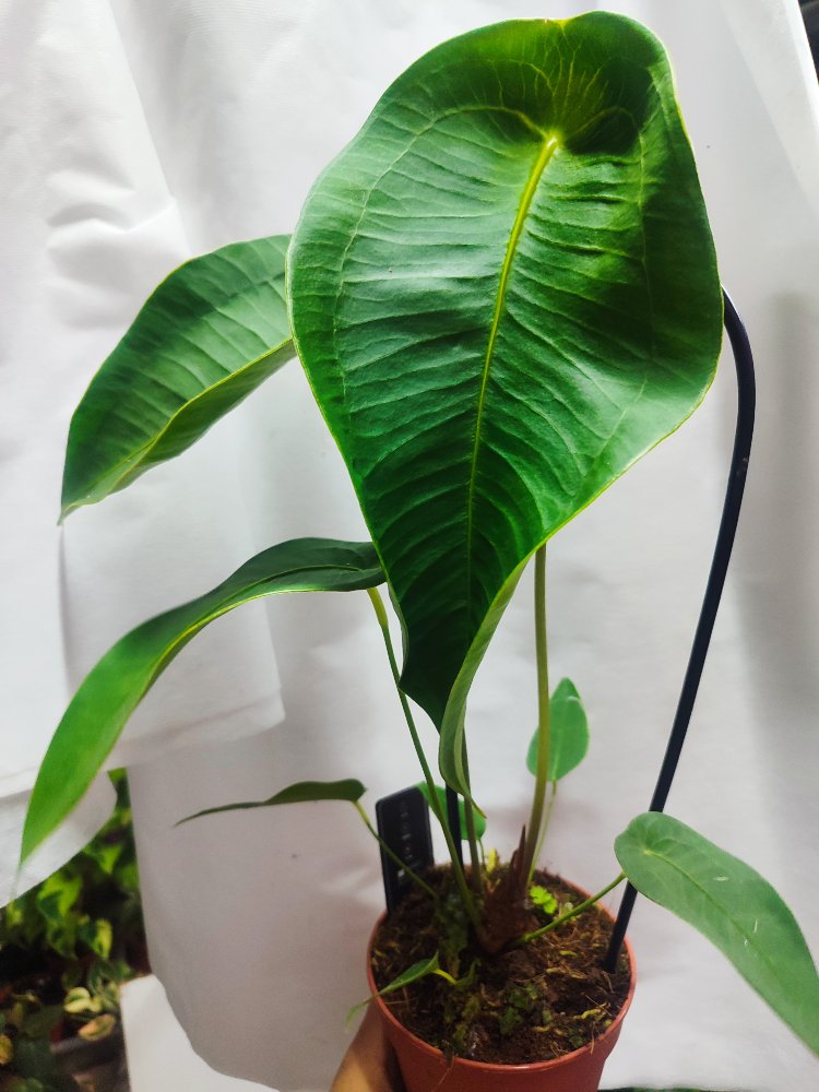 Anthurium Peltigerum