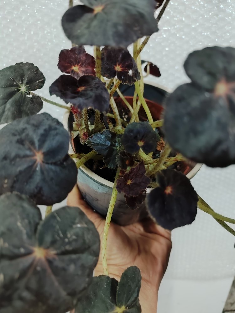 Begonia Red Conga