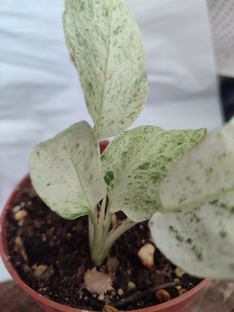 Monstera Laniata Mint nadir tür