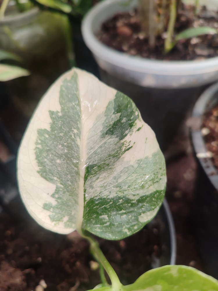 Monstera Thai Constalation Cream Brulee