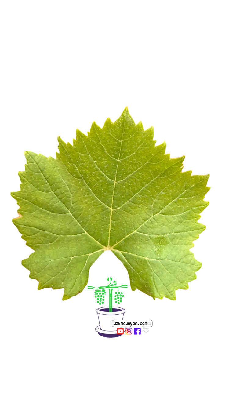 KOKULU ÜZÜM (SİHİRLİ TAT)