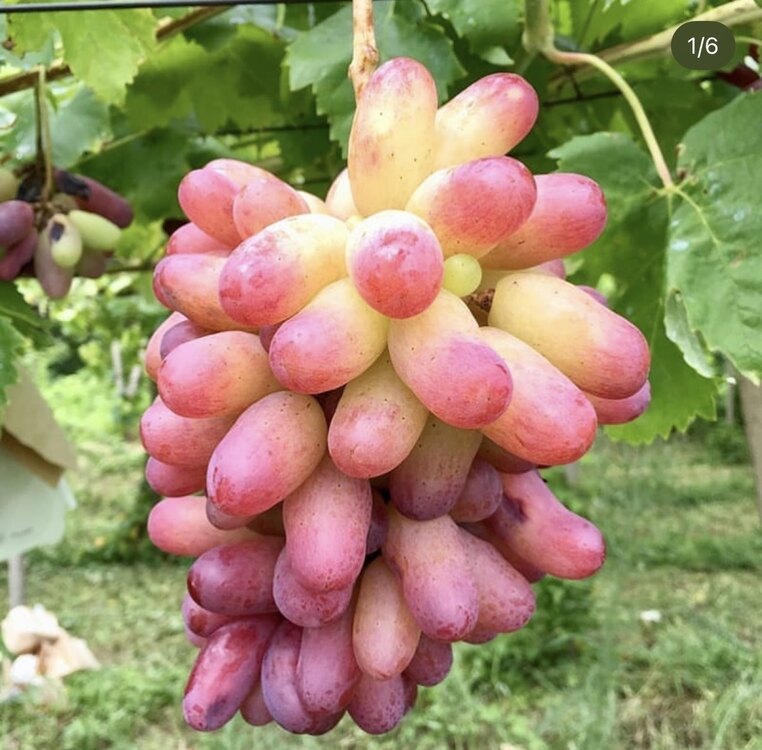 Pembe parmak 