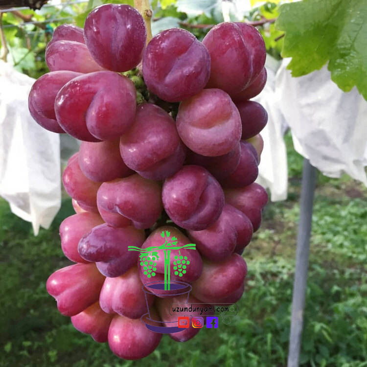KALP ÜZÜM