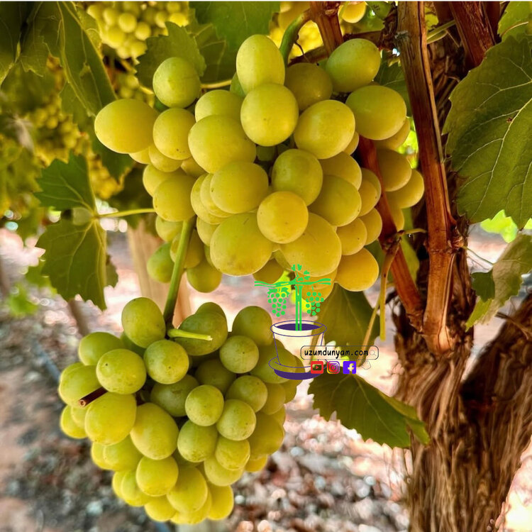 KOKULU ÜZÜM (SİHİRLİ TAT)