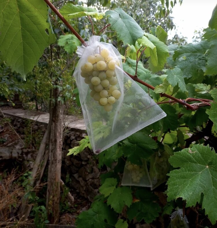Üzüm Koruma Torbası 25 Adet 