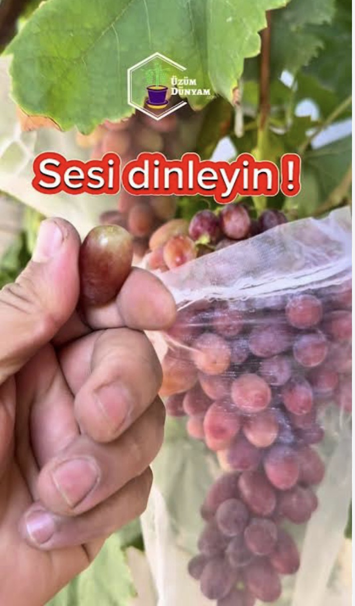 Sc33