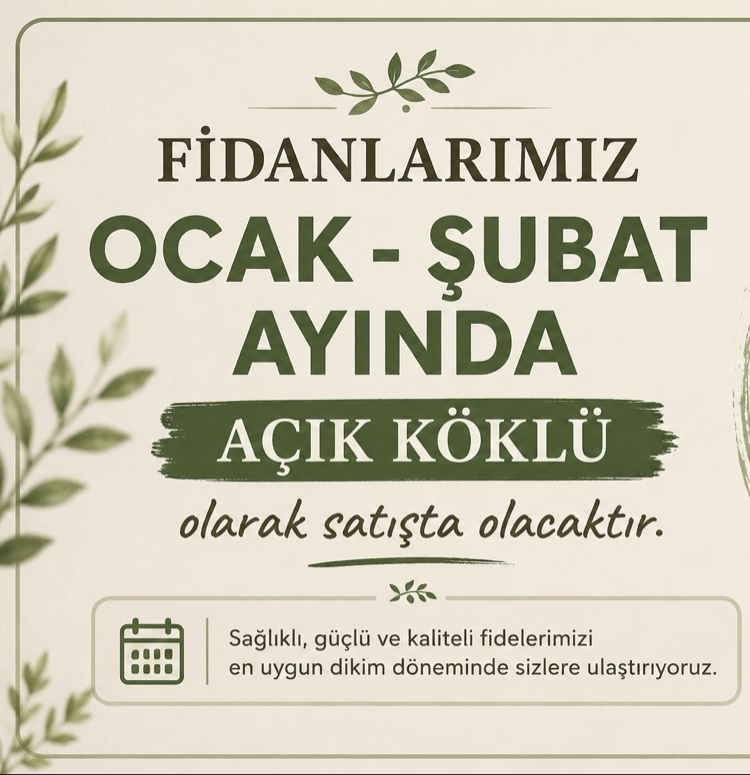 Fidanlarımız Ocak şubat aylarında açık köklü olarak satışta olacak