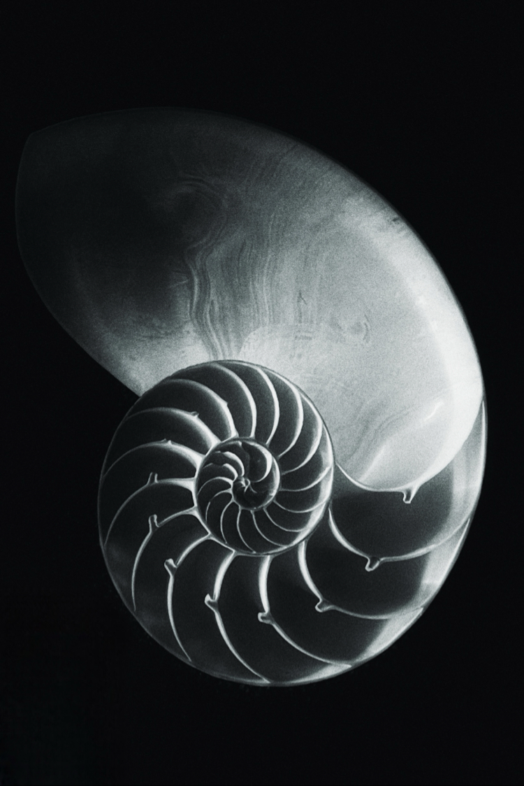 Nautilus Pompilius (Digital)