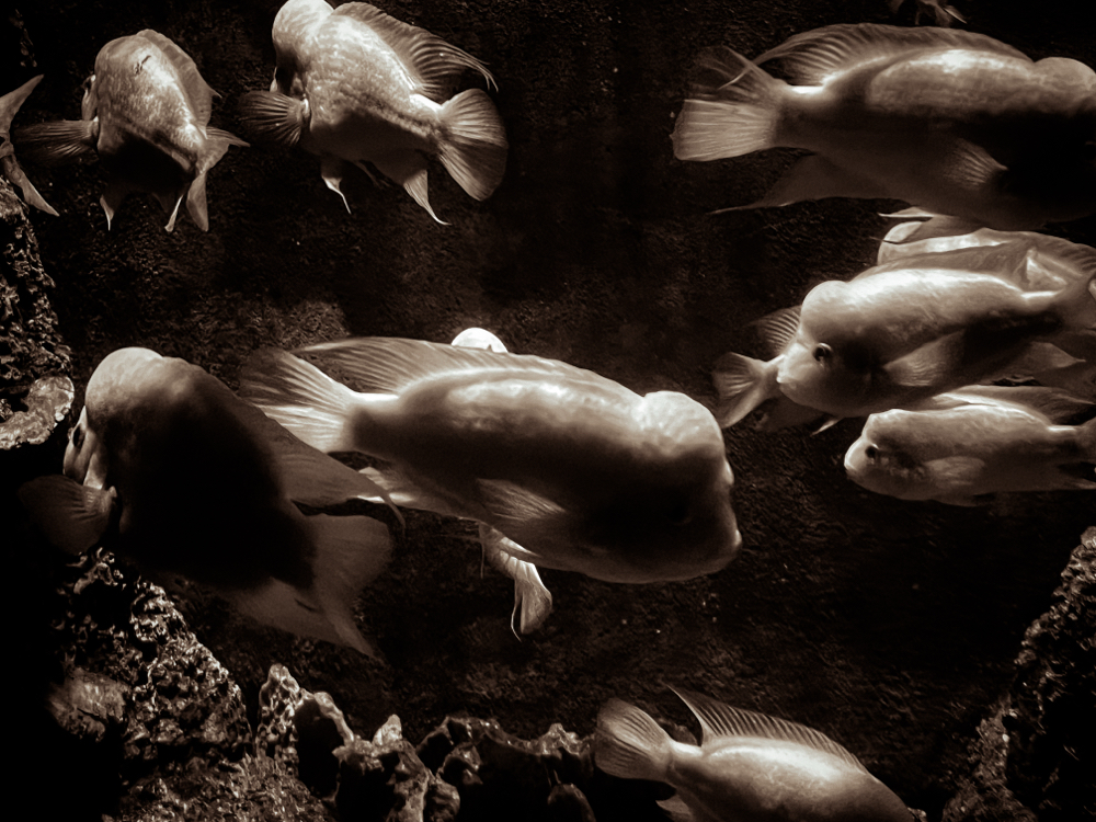 Lost Souls Swimming in a Fishbowl (Digital)