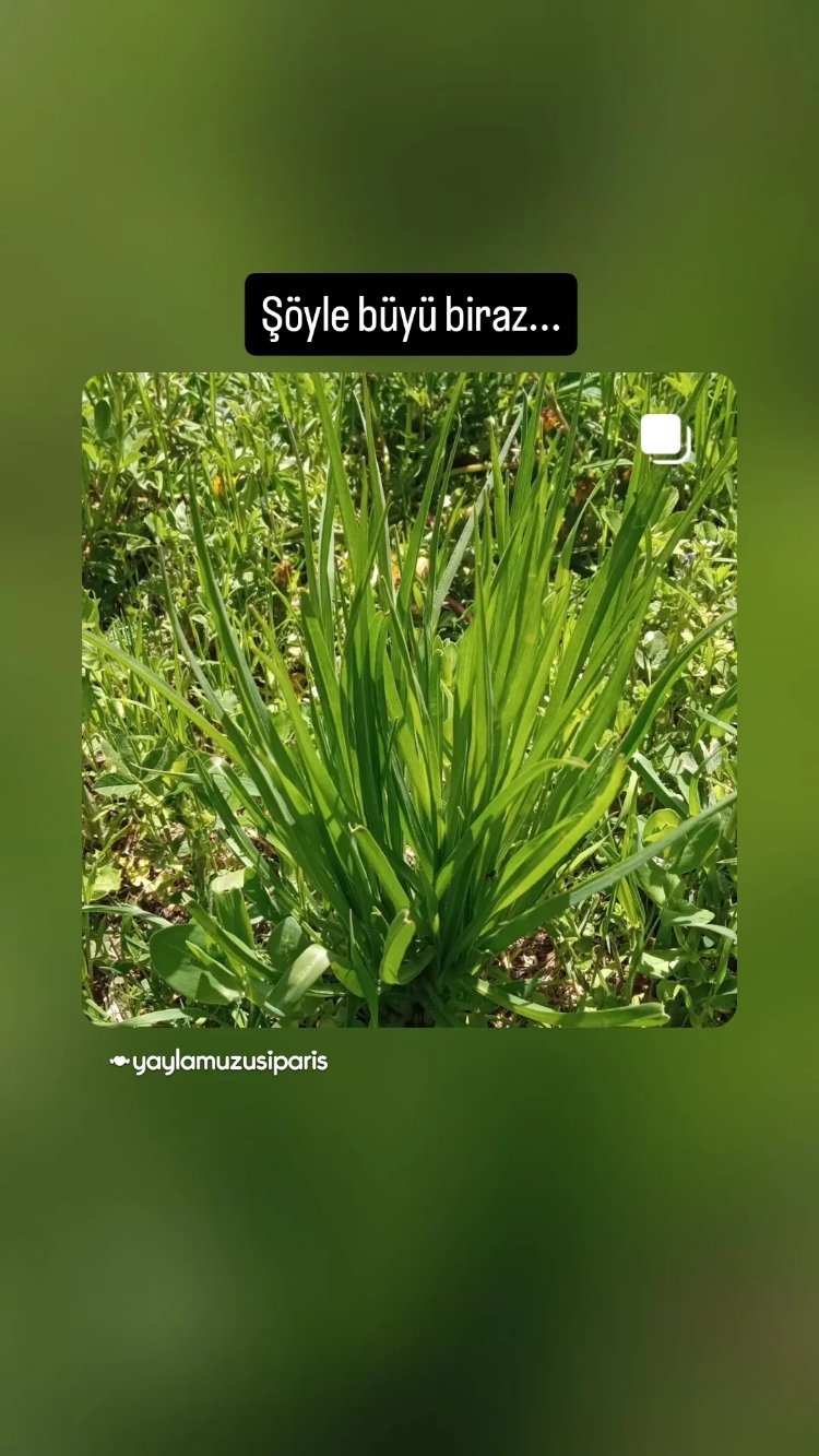 Yemlik Otu Taze