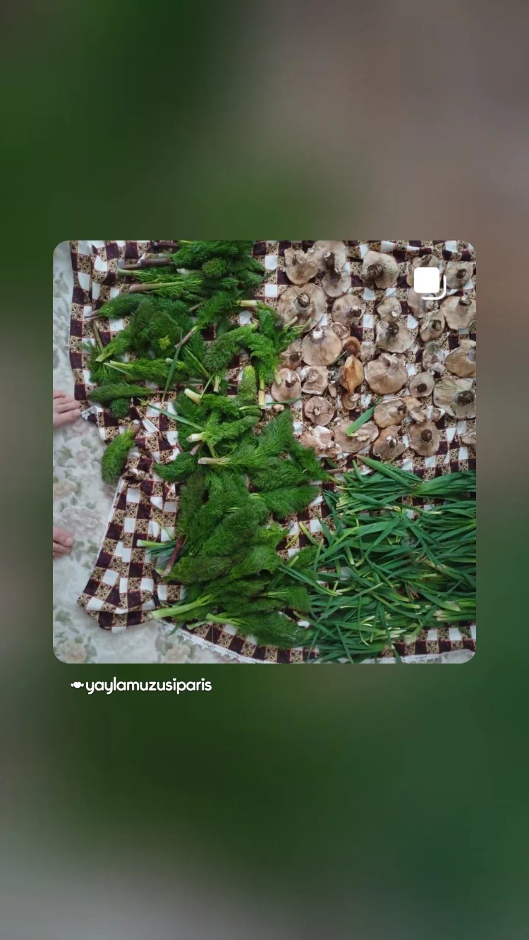 Çiriş Otu Taze 1 kg