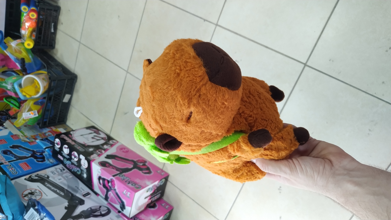 KAPİBERA CAPYBARA