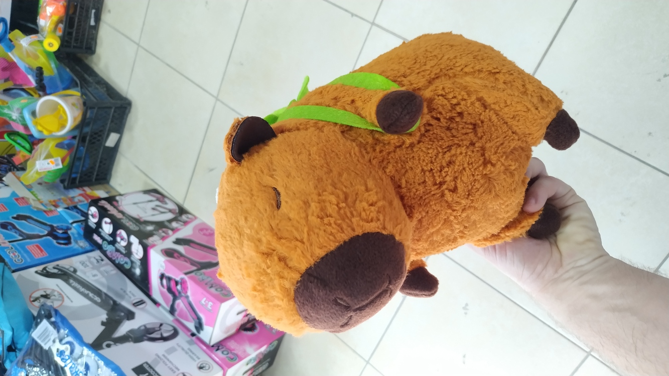 KAPİBERA CAPYBARA